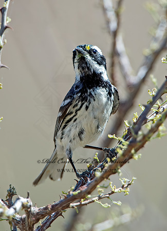 Setophaga nigrescens  BLACK-THROATED GRAY WARBLER 9056411z