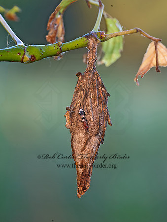 Thyridopteryx�ephemeraeformis  EVERGREEN BAGWORM MOTH 9049571z