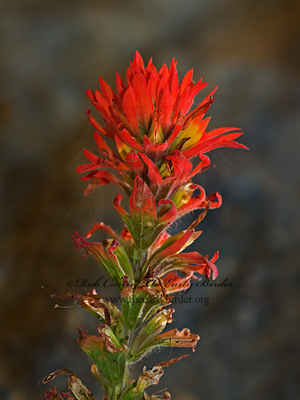 Castilleja miniata  GIANT RED INDIAN PAINTBRUSH 9058475z