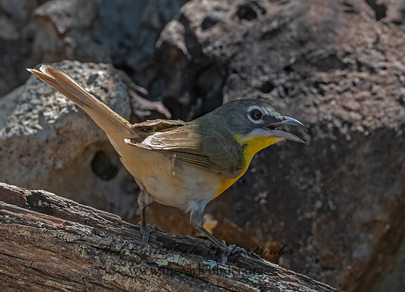 Icteria virens  YELLOW-BREASTED CHAT 3039763z