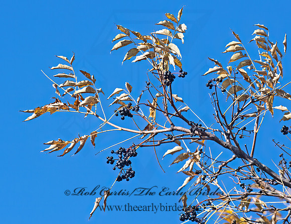 Phellodendron amurense  AMUR CORKWEED 6037282z
