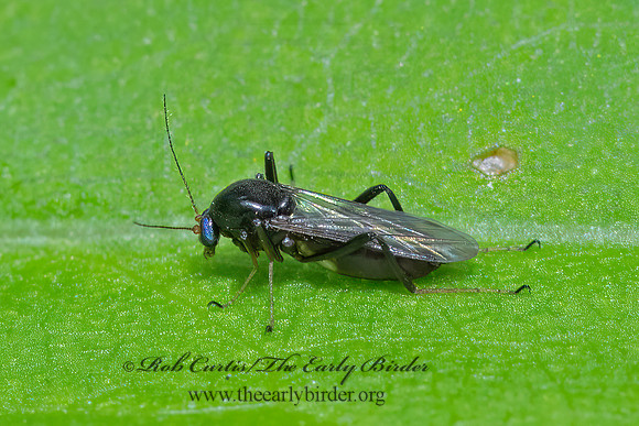 Bezzia~  BITING MIDGE 3022376z