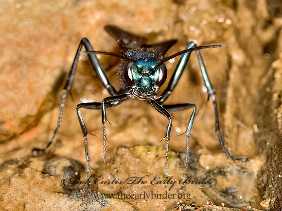 Chalybion californicum  BLUE MUD WASP 9050709z