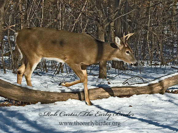Odocoileus virginianus  WHITE-TAILED DEER  5017743z
