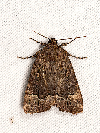 Amphypira pyramidiodes  COPPER UNDERWING 3022748z