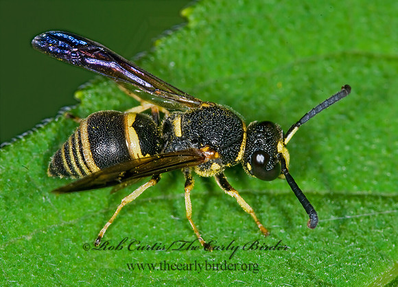 Euodynerus foraminatus 6014714z