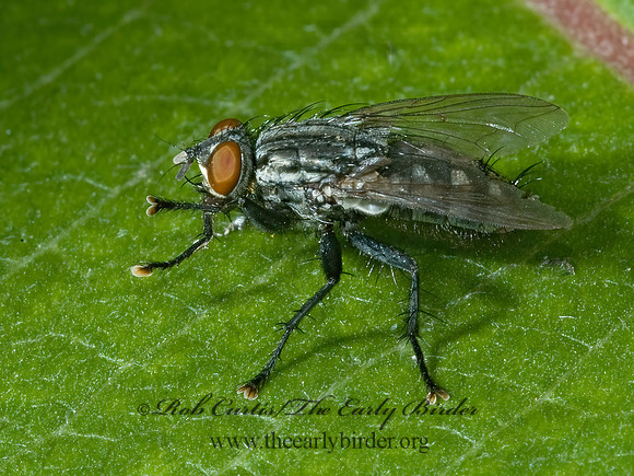 Sarcophagidae  FLESH FLY 5001131z
