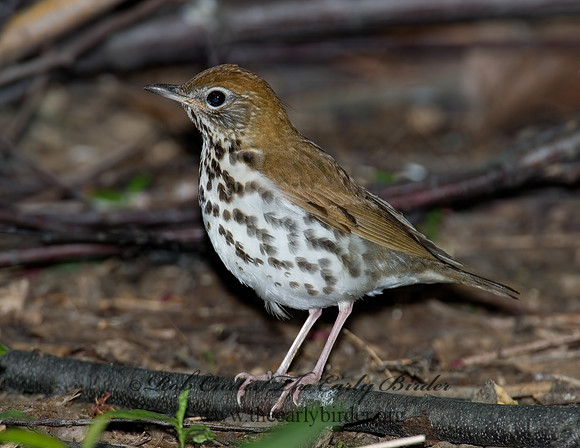 Hylocichla mustelina WOOD THRUSH 6006424z