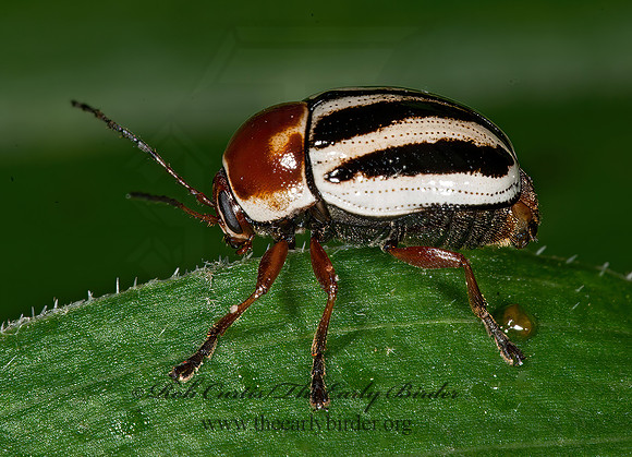 Cryptocephalus venustus  CASEBEARER LEAF BEETLE 8033136z