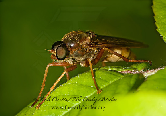 Coenomyia ferruginea XYLOPHAGID FLY 8014178z