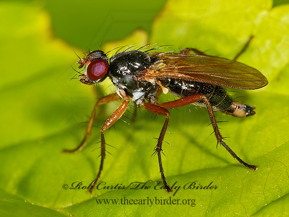 Cordilura setosa  BLACK DUNG FLY  9032826z