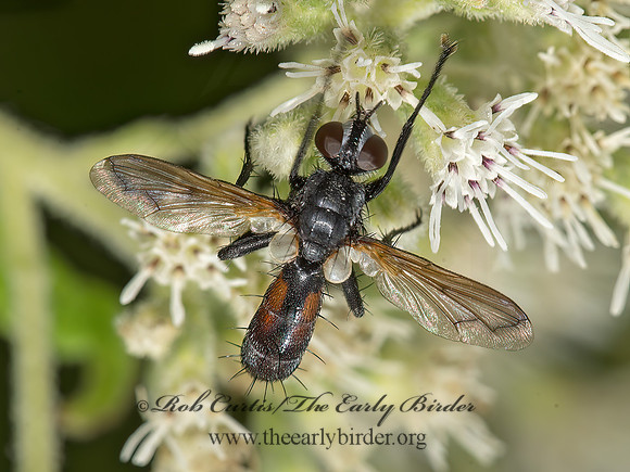 Cylindromyia  TACHINID FLY  9050971z