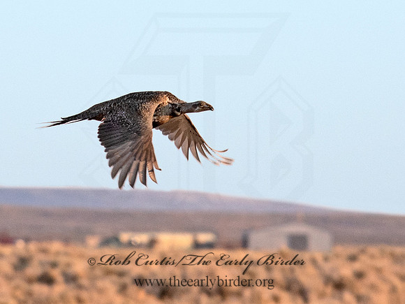 Centrocercus urophasianus  GREATER SAGE GROUSE 6036951
