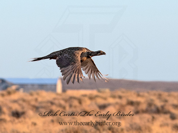 Centrocercus urophasianus  GREATER SAGE GROUSE 6036953