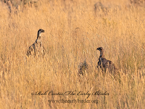 Centrocercus urophasianus  GREATER SAGE GROUSE 6036950