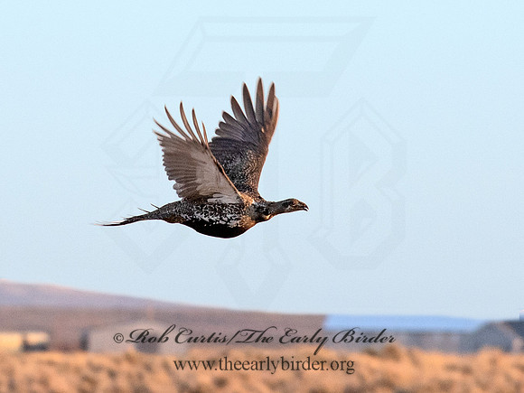 Centrocercus urophasianus  GREATER SAGE GROUSE 6036952