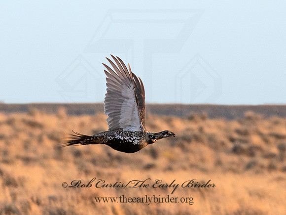 Centrocercus urophasianus  GREATER SAGE GROUSE 6036956