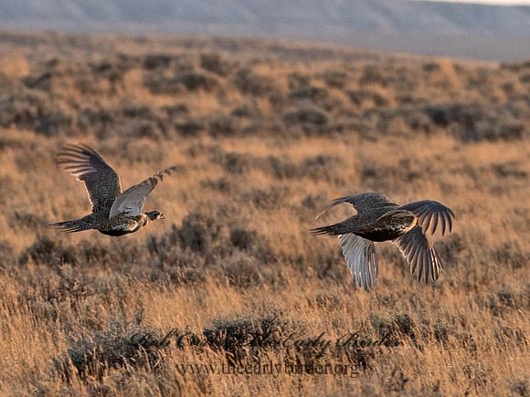 Centrocercus urophasianus  GREATER SAGE GROUSE 6036958