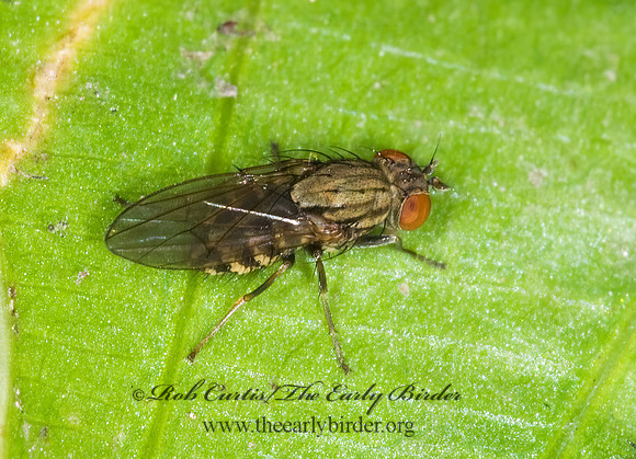 Notiphila  SHORE FLY 6009118z