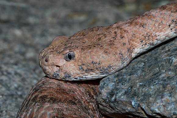 Crotalus tigris  TIGER RATTLESNAKE 6025431z