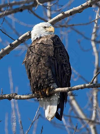 Haliaeetus leucocephalus  BALD EAGLE 9019017z