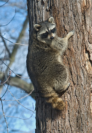 Procyon lotor  RACCOON 5017795 z