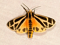 Apantesis phalerata HARNESSED TIGER MOTH 9083756z