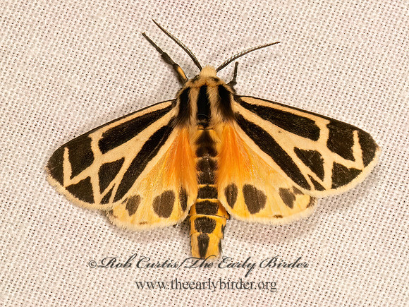 Apantesis phalerata  HARNESSED TIGER MOTH 9083756z