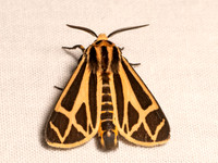 Apantesis phalerata HARNESSED TIGER MOTH 9082823z