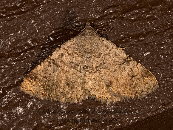 Toxonprucha volucris    OMOPTERINI EREBID MOTH 3036324z