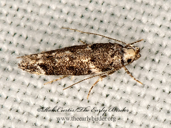 Litini  TWIRLER MOTH 9066611w