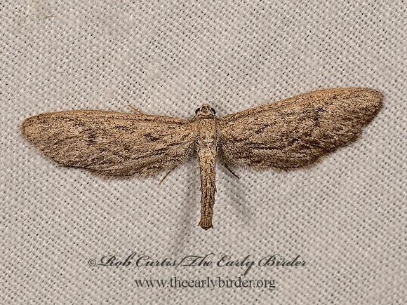 Glaucina  BOARMIINI GEOMETER 3025167