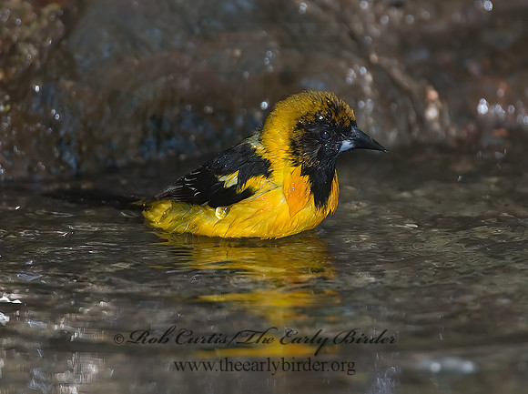 Icterus cucullatus  HOODED ORIOLE 7005678z