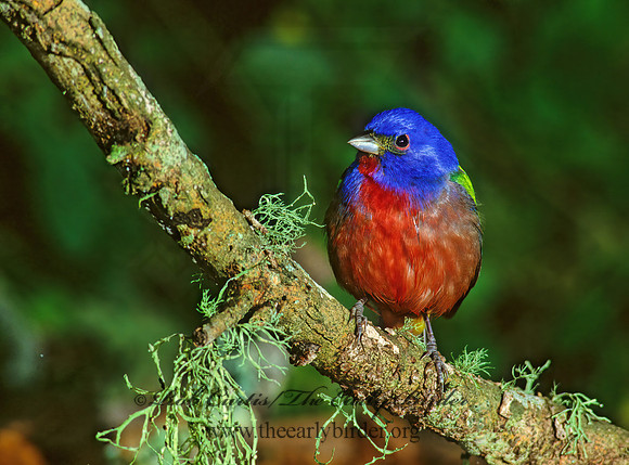 Passerina ciris  PAINTED BUNTING 192123z