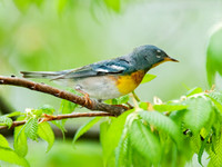 Setophaga americana NORTHERN PARULA 3007762z