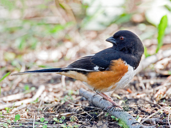 Pipilo erythrophthalmus  EASTERN TOWHEE 6003072z