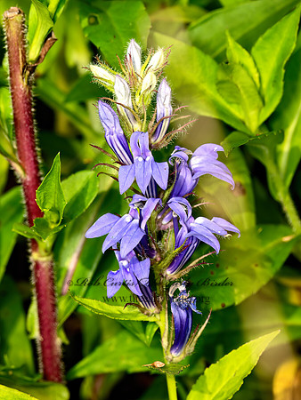 Lobelia siphilitica  GREAT BLUE LOBELIA 9061833z