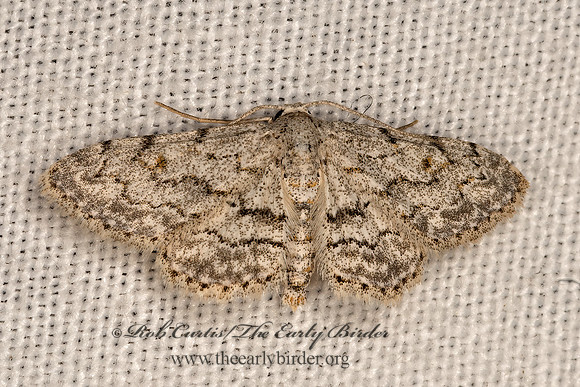 Idaea violacearia  STERRHINAE GEOMETER 3032039z