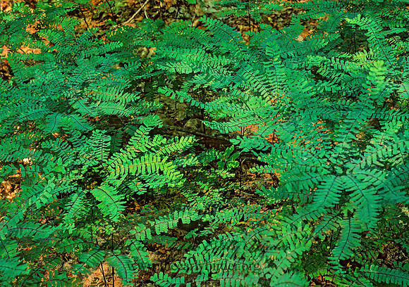 Adiantum pedantum  MAIDENHAIR FERN 210607z
