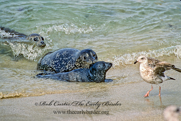 Phoca vitulina  HARBOR SEAL 124409z