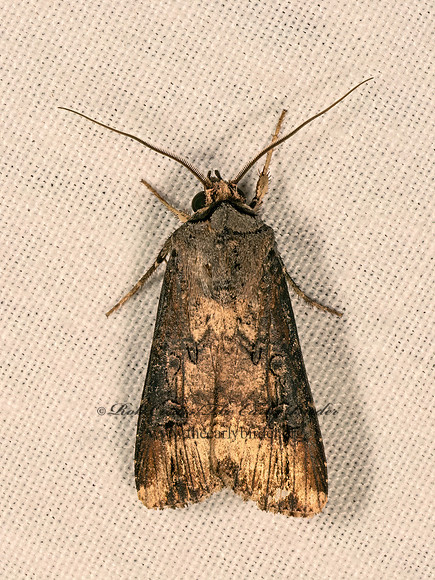 Agrotis ipsilon  IPSILON DART 9081230z