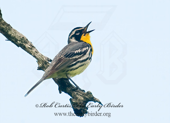 Setophaga dominica  YELLOW-THROATED WARBLER 8022692z