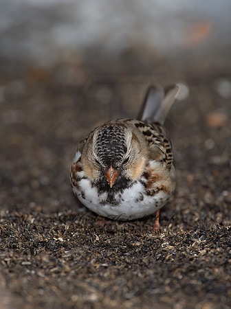 Zonotrichia querula  HARRIS'S SPARROW 8001213z