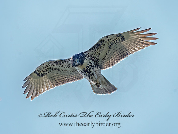 Buteo jamaicensis RED-TAILED HAWK 3047202 (1)