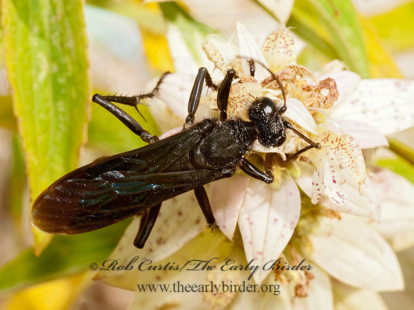 Sphex pennsylvanicus 3009029z
