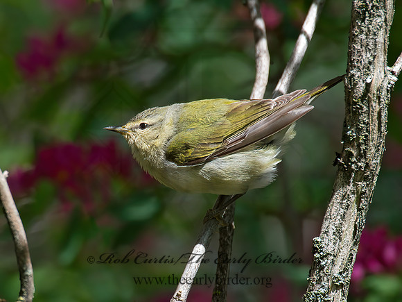 Leiothlypis peregrina  TENNESSEE WARBLER 9022721z