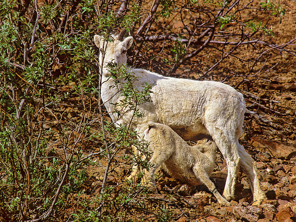 Ovis dalli  DALL SHEEP 235631z