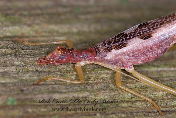Neoxabea bipunctata  2-SPOTTED TREE CRICKET 6010856z