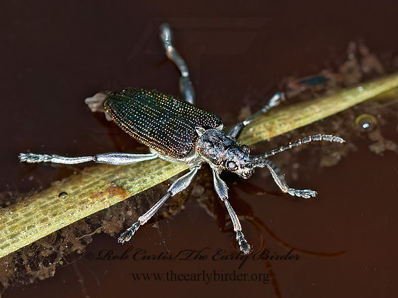 Donacia (Donacocia) hirticollis    AQUATIC LEAF BEETLE 3014211z