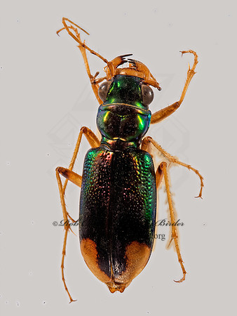 Tetracha carolina mexicanum 9015927z